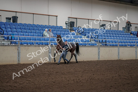 2019 Morgan Horse Show - Aug 31, 2019 - 01045