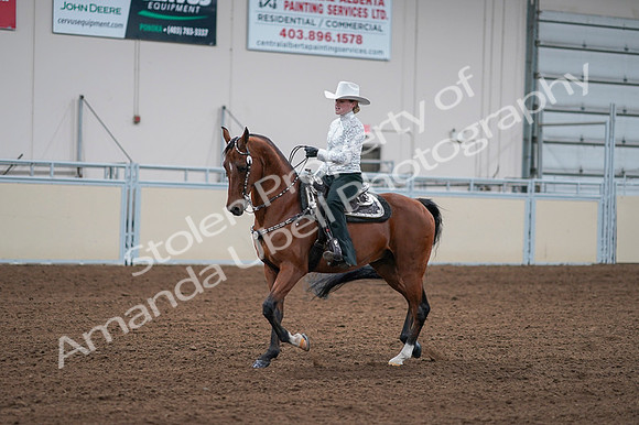 2020 - AB Morgan Horse - Fri, Sept 04 - 03585