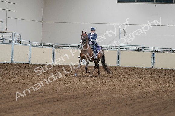 2020 - AB Morgan Horse - Fri, Sept 04 - 08136