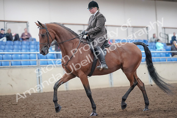 2019 Morgan Horse Show - Aug 31, 2019 - 14656