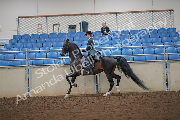 2019 Morgan Horse Show - Aug 30, 2019 - 25119