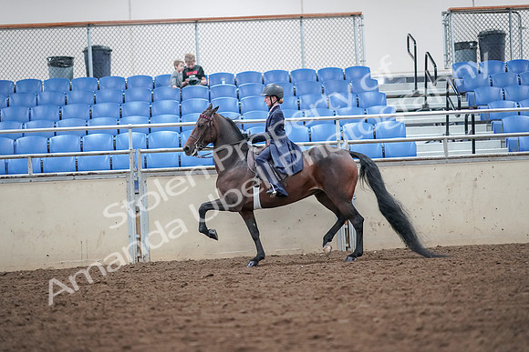 2019 Morgan Horse Show - Aug 30, 2019 - 17882
