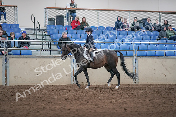 2019 Morgan Horse Show - Aug 31, 2019 - 19505