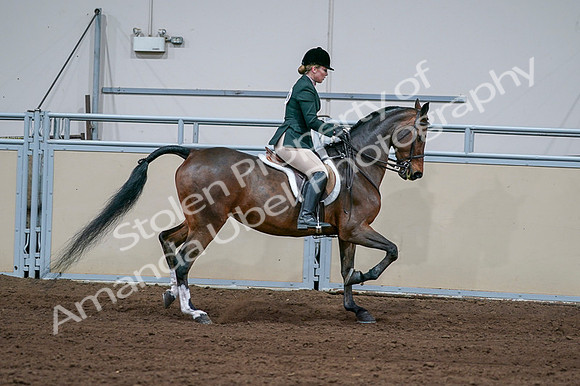 2020 - AB Morgan Horse - Fri, Sept 04 - 01759