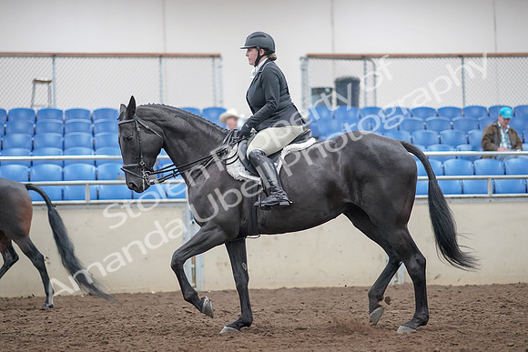 2019 Morgan Horse Show - Aug 31, 2019 - 14806
