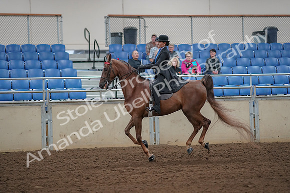 2019 Morgan Horse Show - Aug 30, 2019 - 25194