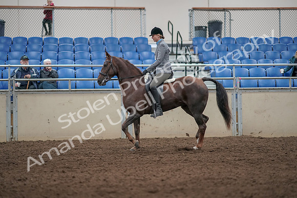 2019 Morgan Horse Show - Aug 31, 2019 - 07148