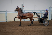 2020 - AB Morgan Horse - Fri, Sept 04 - 01070