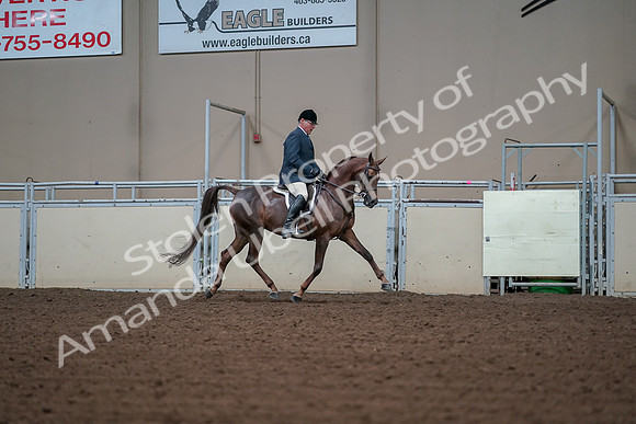 2019 Morgan Horse Show - Aug 30, 2019 - 17636