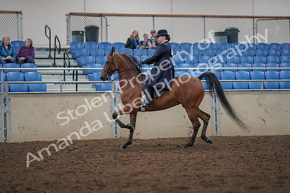 2019 Morgan Horse Show - Aug 30, 2019 - 28364