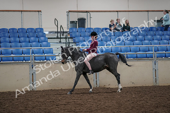 2019 Morgan Horse Show - Aug 30, 2019 - 31305