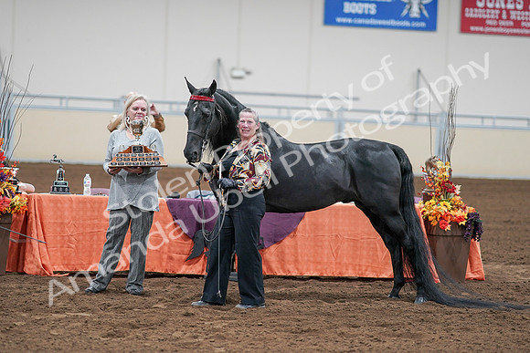 2020 - AB Morgan Horse - Sat, Sept 05 - 00121