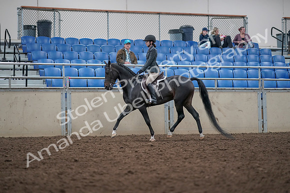 2019 Morgan Horse Show - Aug 31, 2019 - 14687