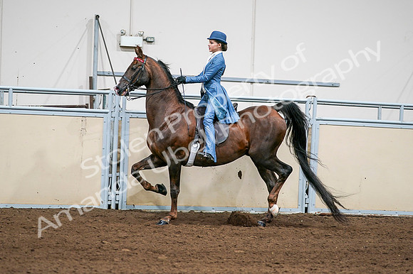 2020 - AB Morgan Horse - Fri, Sept 04 - 04950