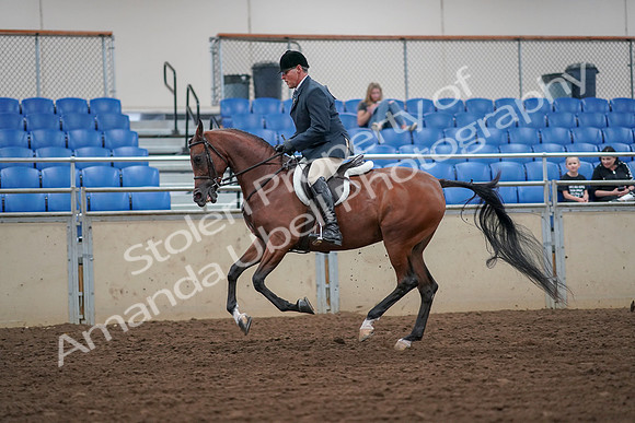 2019 Morgan Horse Show - Aug 30, 2019 - 16360