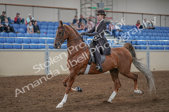 2020 - AB Morgan Horse - Fri, Sept 04 - 11399
