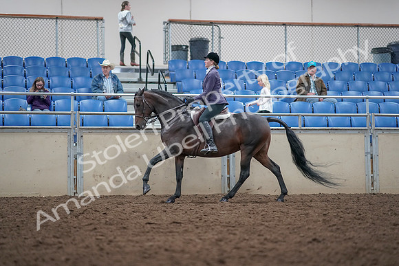 2019 Morgan Horse Show - Aug 31, 2019 - 15048