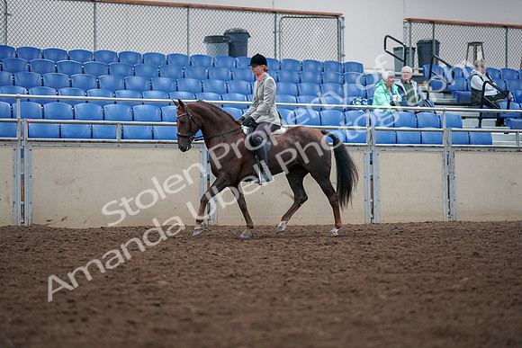 2019 Morgan Horse Show - Aug 30, 2019 - 18329