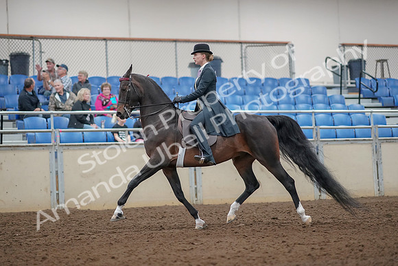 2019 Morgan Horse Show - Aug 30, 2019 - 25003