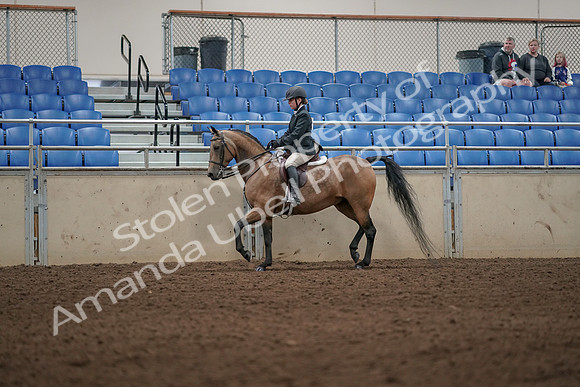 2019 Morgan Horse Show - Aug 31, 2019 - 04987