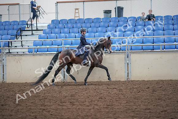2019 Morgan Horse Show - Aug 30, 2019 - 18128