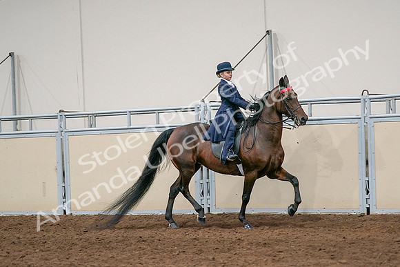 2020 - AB Morgan Horse - Sat, Sept 05 - 04841