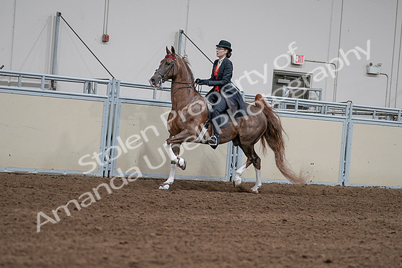2020 - AB Morgan Horse - Fri, Sept 04 - 09585