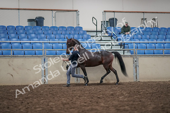 2019 Morgan Horse Show - Aug 31, 2019 - 03644