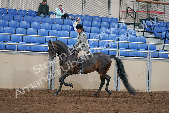 2020 - AB Morgan Horse - Sat, Sept 05 - 14334