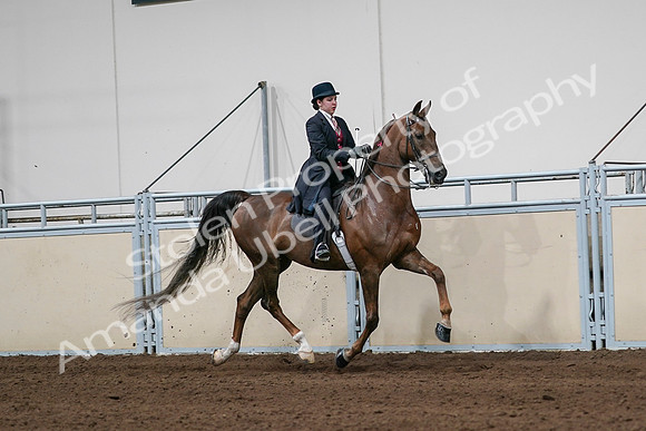 2020 - AB Morgan Horse - Sat, Sept 05 - 06365