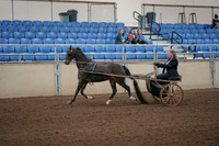 2019 Morgan Horse Show - Aug 31, 2019 - 04230
