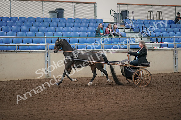 2019 Morgan Horse Show - Aug 31, 2019 - 04230