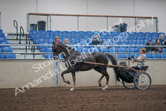 2019 Morgan Horse Show - Aug 31, 2019 - 10256