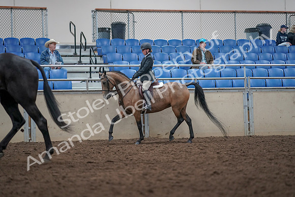 2019 Morgan Horse Show - Aug 31, 2019 - 14907