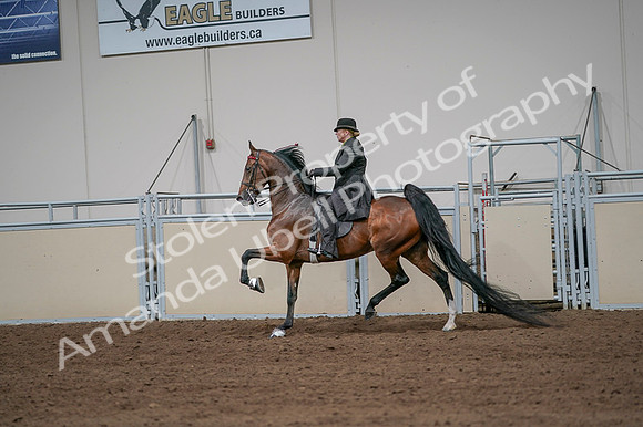 2020 - AB Morgan Horse - Fri, Sept 04 - 09677