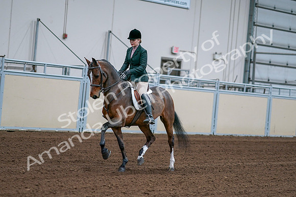 2020 - AB Morgan Horse - Fri, Sept 04 - 01686