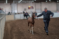 2019 Morgan Horse Show - Aug 31, 2019 - 00842