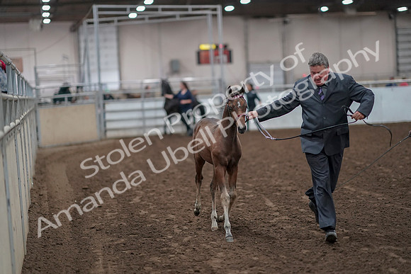 2019 Morgan Horse Show - Aug 31, 2019 - 00842