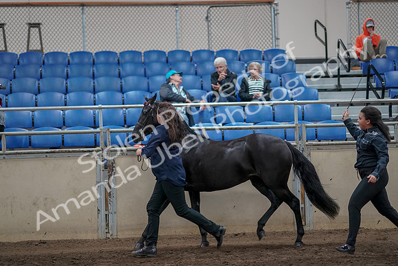 2019 Morgan Horse Show - Aug 31, 2019 - 00906
