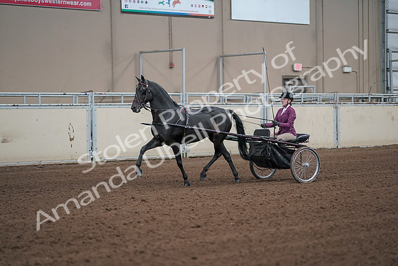 2019 Morgan Horse Show - Sept 01, 2019 - 10370_1