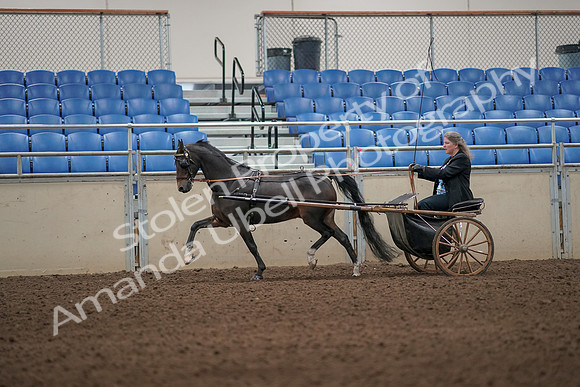 2019 Morgan Horse Show - Aug 31, 2019 - 04309