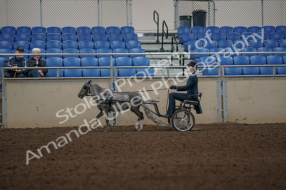 2019 Morgan Horse Show - Aug 31, 2019 - 04376