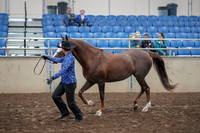 2019 Morgan Horse Show - Aug 31, 2019 - 02915