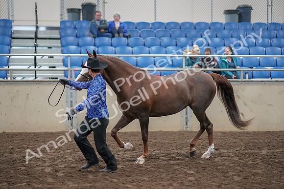 2019 Morgan Horse Show - Aug 31, 2019 - 02915