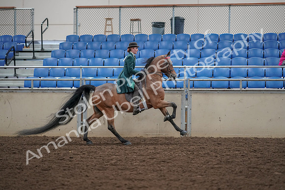 2019 Morgan Horse Show - Aug 30, 2019 - 28186