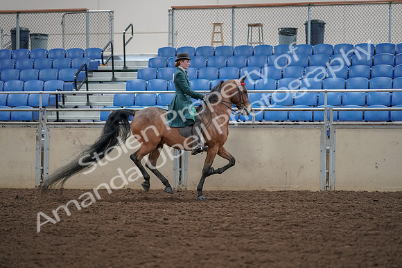 2019 Morgan Horse Show - Aug 30, 2019 - 28182