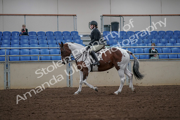 2019 Morgan Horse Show - Aug 30, 2019 - 14927