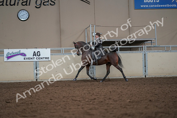 2019 Morgan Horse Show - Aug 30, 2019 - 27894