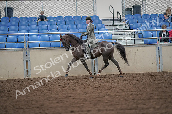 2019 Morgan Horse Show - Aug 30, 2019 - 15400