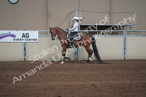 2019 Morgan Horse Show - Sept 01, 2019 - 06940